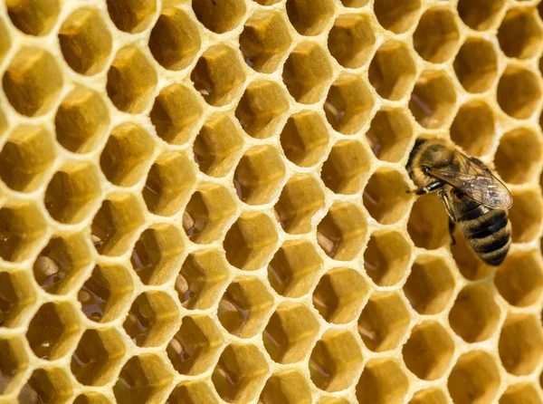 Abelhas de trabalho em células de mel — Fotografia de Stock