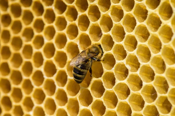 Pracy pszczół na honeycells — Zdjęcie stockowe