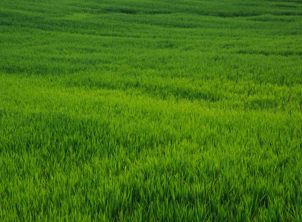 Texture de l'herbe du champ — Photo
