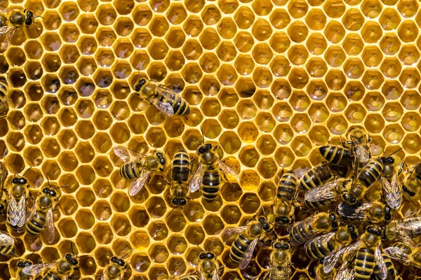 Abejas de trabajo en células de miel — Foto de Stock