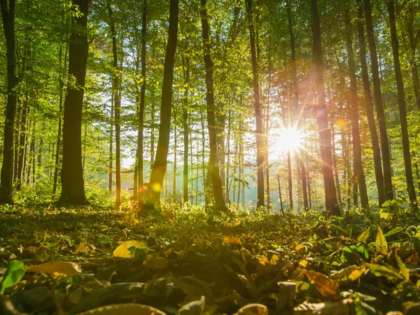 Árboles del bosque otoñal — Foto de Stock