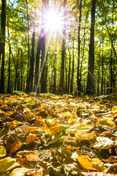 stock image autumn forest trees