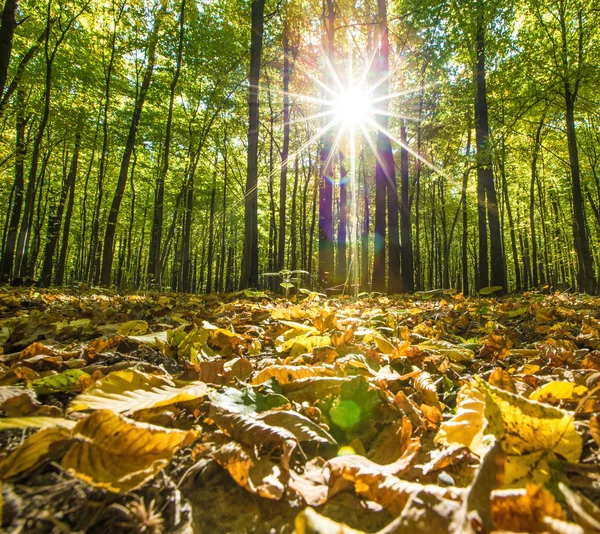 Höstens skogsträd — Stockfoto