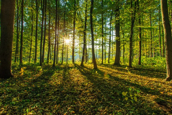 Árboles del bosque otoñal — Foto de Stock