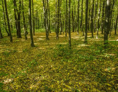 sonbahar Orman ağaçları