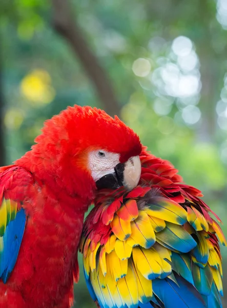 Papegojor fåglar på natur — Stockfoto