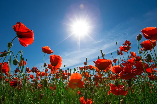 Røde valmuer blomster – stockfoto