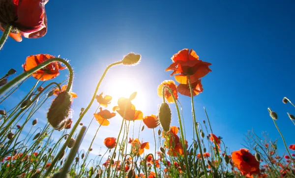 Red poppies flowers — Stock Photo, Image