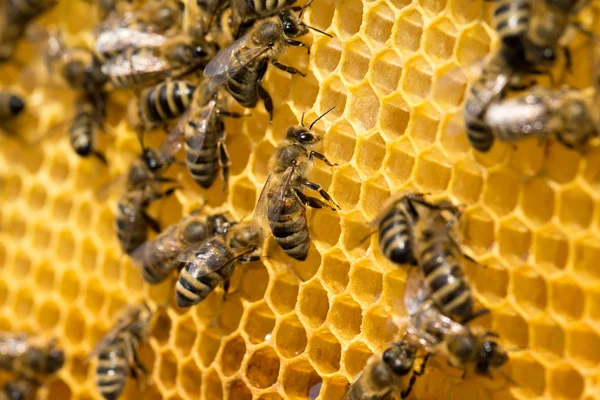 Abejas de trabajo en células de miel — Foto de Stock