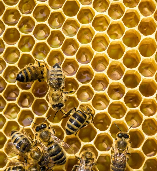 Abelhas de trabalho em células de mel — Fotografia de Stock