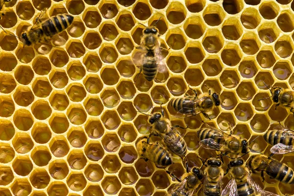 Arbetande bina på honeycells — Stockfoto