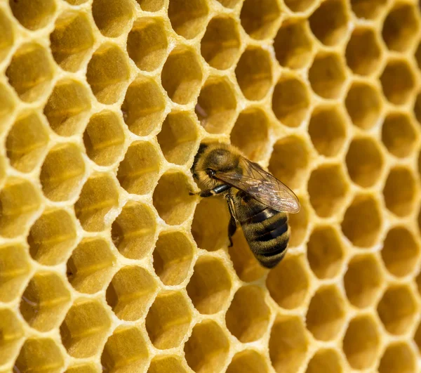 Dolgozó méhek, a honeycells — Stock Fotó