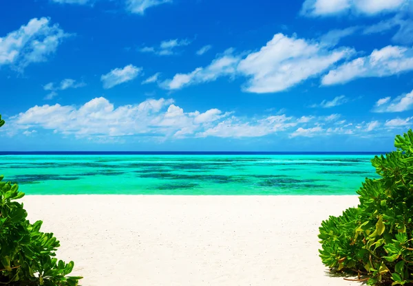 在马尔代夫和蓝色礁湖滩 — 图库照片