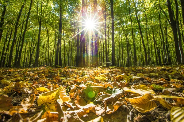 Arbres forestiers d'automne — Photo