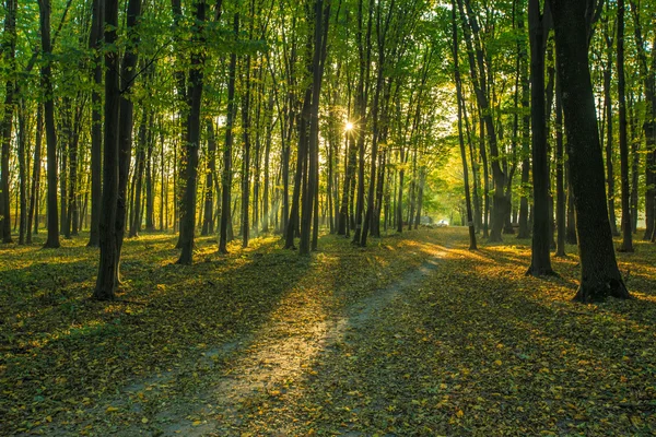 Arbres forestiers d'automne — Photo