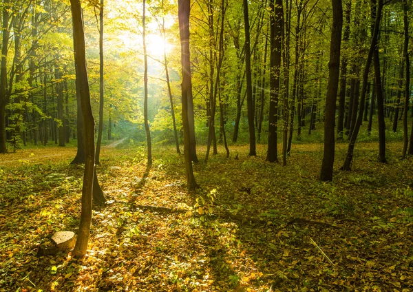 Árboles del bosque otoñal — Foto de Stock