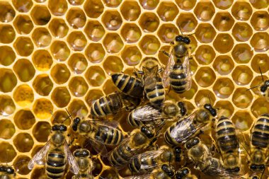 honeycells üzerinde çalışma arılar