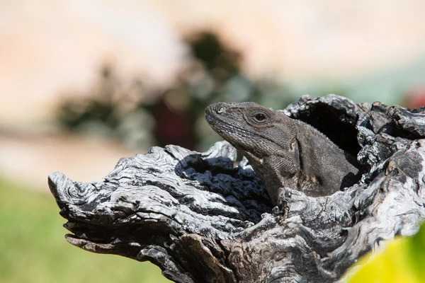 Iguana na gałęzi drzewa — Zdjęcie stockowe