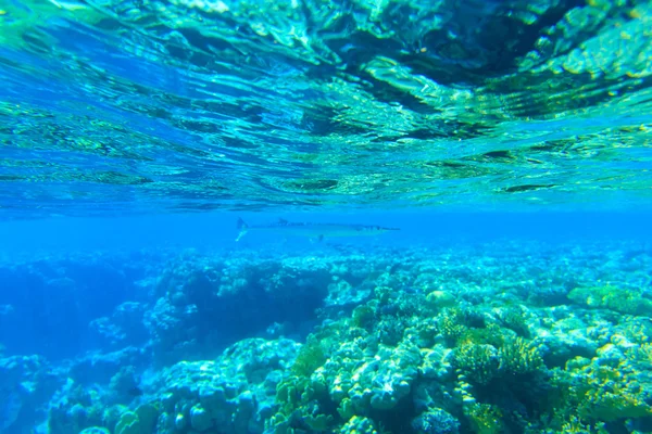 Tranquila escena submarina — Foto de Stock