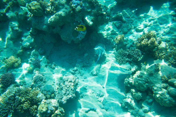 Ruhige Unterwasserszene — Stockfoto