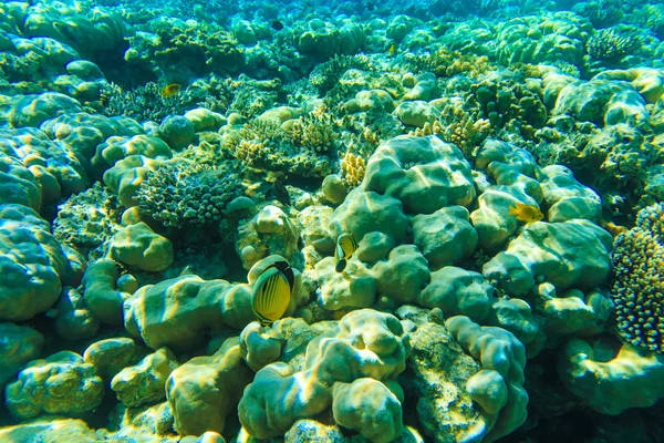 Tranquil underwater scene — Stock Photo, Image