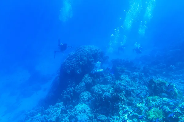 宁静的水下场景 — 图库照片