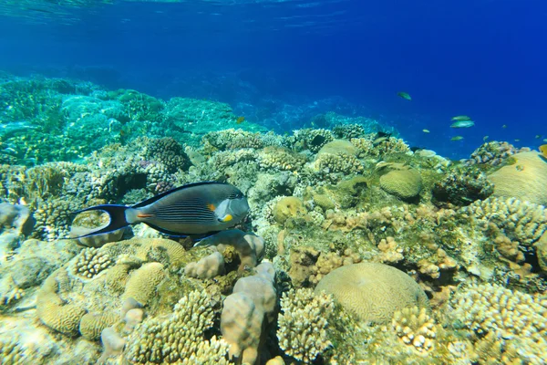 Tranquila escena submarina — Foto de Stock