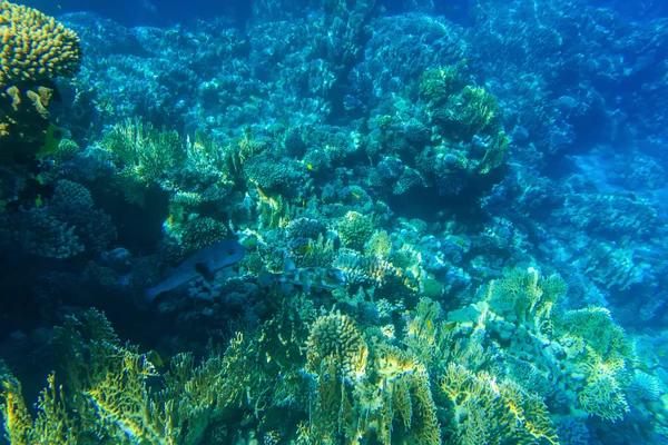 Tranquil underwater scene — Stock Photo, Image