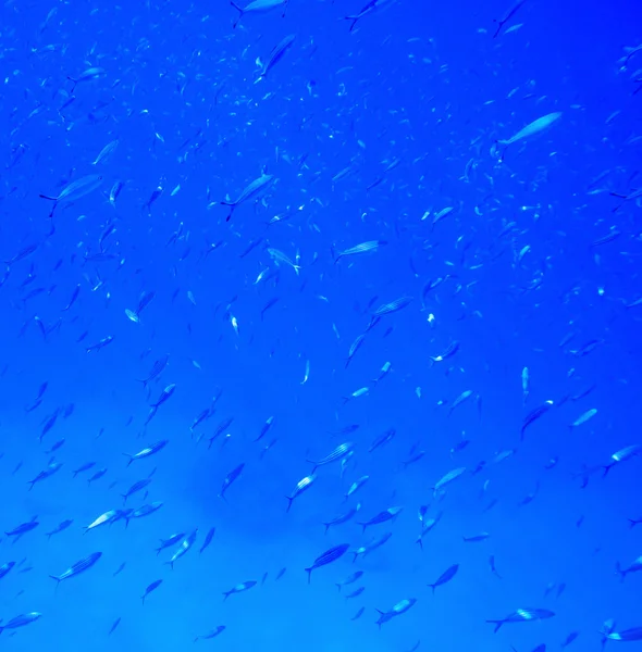 Tranquil underwater scene — Stock Photo, Image