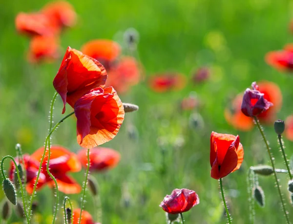 Rode papavers bloemen — Stockfoto