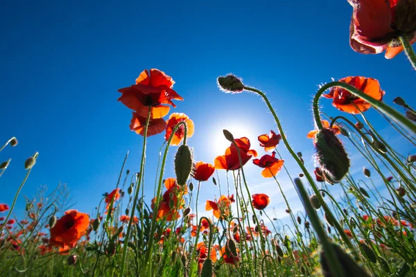 Røde valmuer blomster – stockfoto