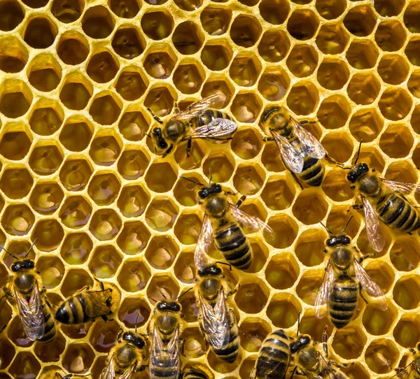 Abejas de trabajo en células de miel — Foto de Stock