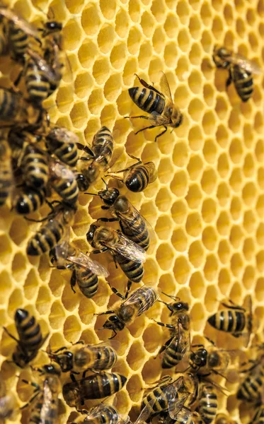 Abejas de trabajo en células de miel — Foto de Stock