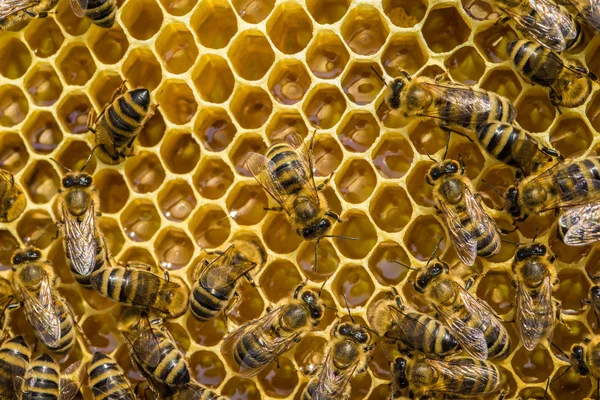 Abejas de trabajo en células de miel — Foto de Stock