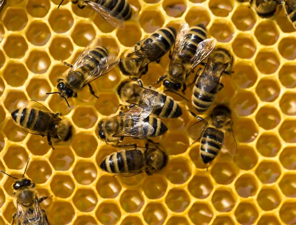 Arbetande bina på honeycells — Stockfoto