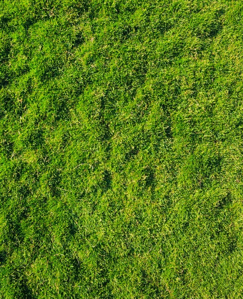 Gras textuur van veld — Stockfoto