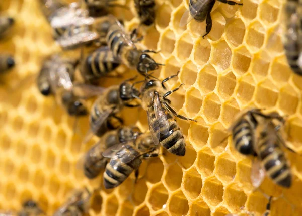 Abejas de trabajo en células de miel —  Fotos de Stock