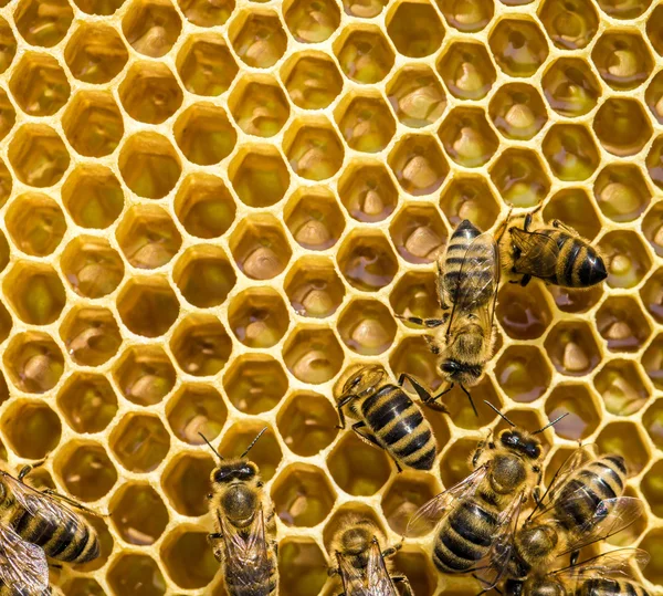 Des abeilles qui travaillent sur des cellules de miel — Photo