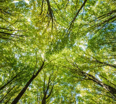 sonbahar Orman ağaçları