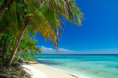 plaj ve tropikal deniz