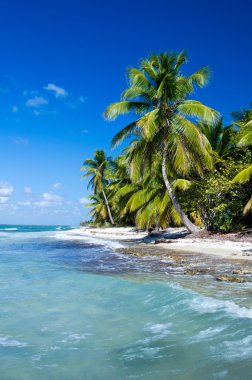 plaj ve tropikal deniz