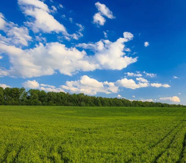 Grönt fält och blå himmel — Stockfoto