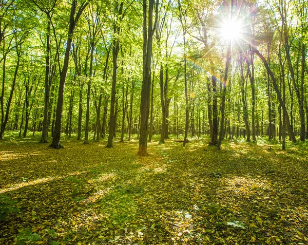 ต้นไม้ป่าฤดูใบไม้ร่วง — ภาพถ่ายสต็อก
