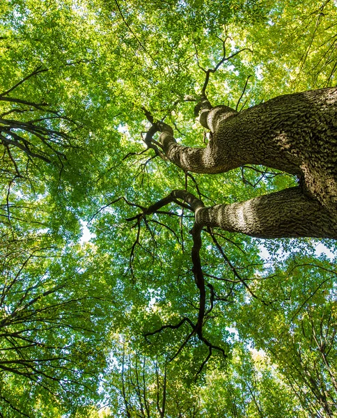 Grüne Waldzweige — Stockfoto