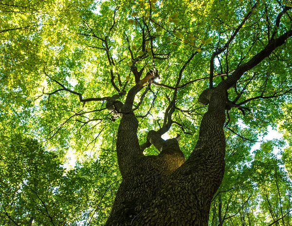 Ramos verdes da floresta — Fotografia de Stock