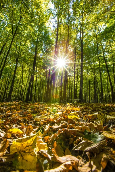 Arbres forestiers d'automne — Photo