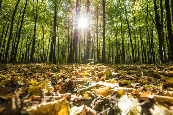 Alberi forestali autunnali — Foto Stock