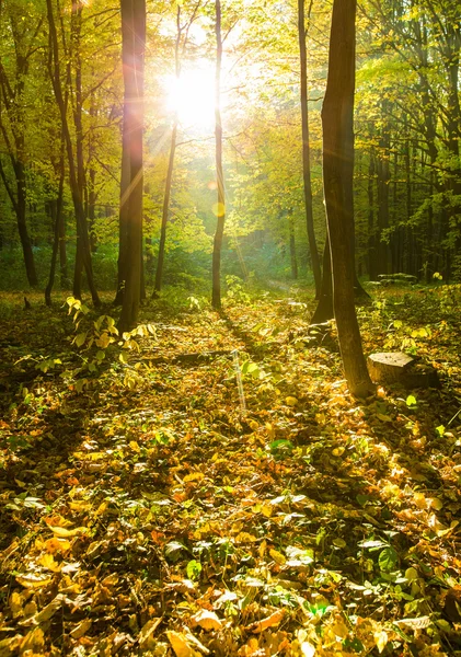 秋の森の木 — ストック写真