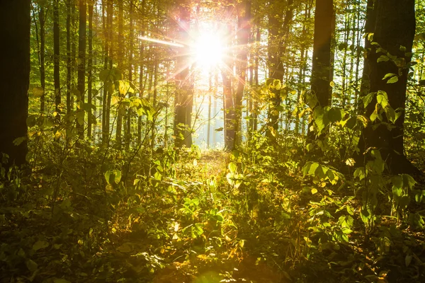 Árboles del bosque otoñal — Foto de Stock