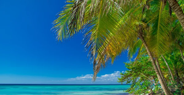 Praia e mar tropical — Fotografia de Stock